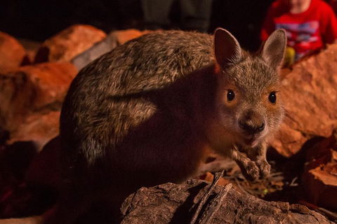Alice Springs Desert Park Nocturnal Tour - Getaway Accommodation 0