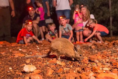 Alice Springs Desert Park Nocturnal Tour - Getaway Accommodation 7