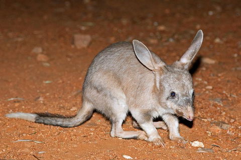 Alice Springs Desert Park Nocturnal Tour - Getaway Accommodation 4