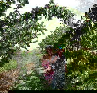 Harben Vale Pick Your Own Cherries - Getaway Accommodation