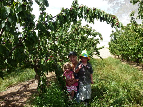 Harben Vale Pick Your Own Cherries - Getaway Accommodation 0