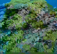 Keeper Reef Dive Site - Getaway Accommodation