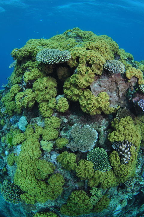 Keeper Reef Dive Site - Getaway Accommodation 0