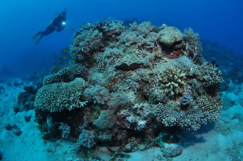 Keeper Reef Dive Site - Getaway Accommodation 1