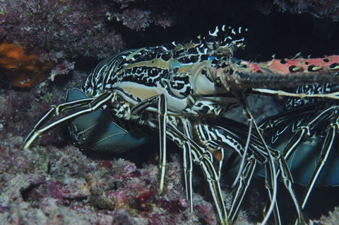 Keeper Reef Dive Site - Getaway Accommodation 2