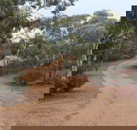 Karlkurla Bushland Park - Getaway Accommodation