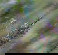 Wallumatta Loop Trail - Getaway Accommodation