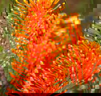 Wongan Hills Wildflowers - Getaway Accommodation