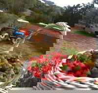 Blue Hills Berries and Cherries - Getaway Accommodation