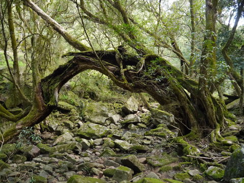 Mitchell River Walking Track - Getaway Accommodation 0