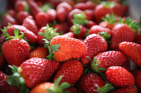 Ricardoes Tomatoes And Strawberries Farm, Port Macquarie - Getaway Accommodation 1