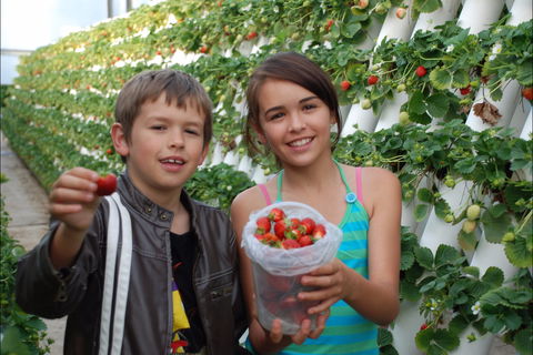 Ricardoes Tomatoes And Strawberries Farm, Port Macquarie - Getaway Accommodation 2