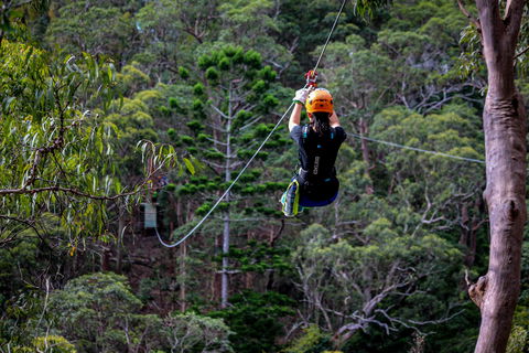 Thunderbird Park ® - Tamborine Mountain, Gold Coast Region - Getaway Accommodation 2