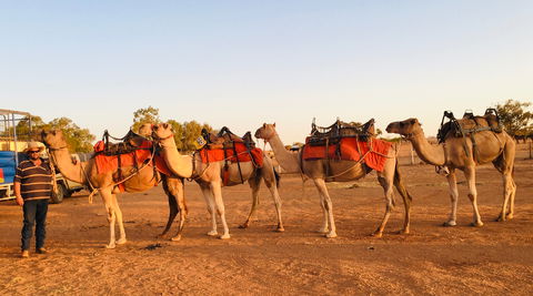 Broken Hill Camels - Getaway Accommodation 0