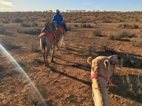 Broken Hill Camels - Getaway Accommodation 2