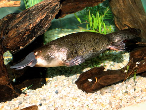 Platypus House - Getaway Accommodation 0