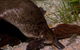 Platypus House - thumb 1