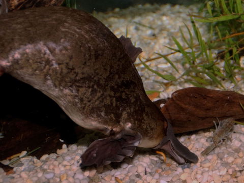 Platypus House - Getaway Accommodation 1