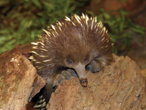 Platypus House - Getaway Accommodation 2