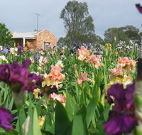 Smokin Heights Iris Display Garden - Getaway Accommodation
