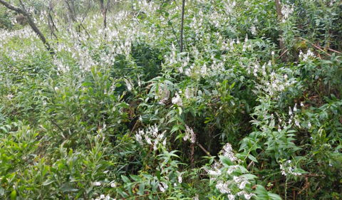 Snowgum Walking Track - Getaway Accommodation 0