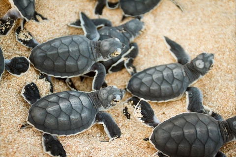 Turtle Nesting Season - Getaway Accommodation 0