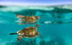 Turtle Nesting Season - thumb 1