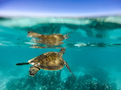 Turtle Nesting Season - Getaway Accommodation 1