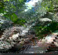 Wirrawilla Rainforest Walk - Getaway Accommodation