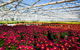 Adare - thumb 1