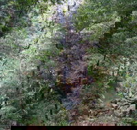Kondalilla Falls Circuit Kondalilla National Park - Getaway Accommodation