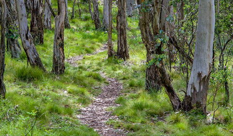 Mount Canobolas State Conservation Area - Getaway Accommodation 0