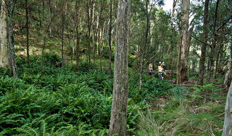Nature Walking Track - Getaway Accommodation 0