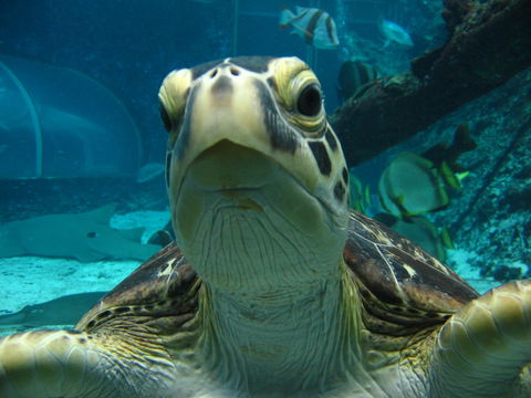 Reef HQ Aquarium - Getaway Accommodation 0