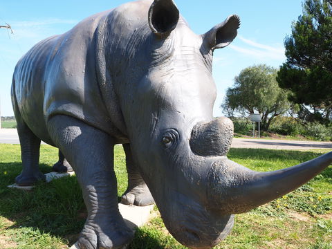 Tailem Bend Rhino Park And Dickson Reserve - Getaway Accommodation 0
