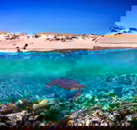 Snorkel the Ningaloo Reef - Getaway Accommodation