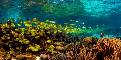 Snorkel The Ningaloo Reef - Getaway Accommodation 2