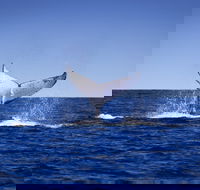 Humpback Whales - Getaway Accommodation