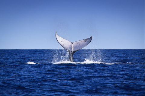 Humpback Whales - Getaway Accommodation 0