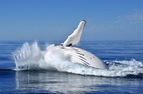 Humpback Whales - Getaway Accommodation 1