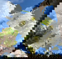 Tasmania Birchs Bay Cherries - Getaway Accommodation