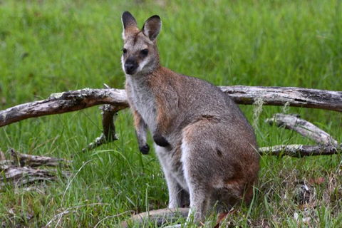 Ultimate Blue Mountains And Wildlife Tour - Getaway Accommodation 2