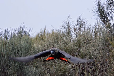 Ultimate Blue Mountains And Wildlife Tour - Getaway Accommodation 1