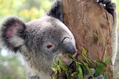 Private 10-hour Tour To Blue Mountains From Sydney - Hotel Pick Up & Drop Off - Getaway Accommodation 2