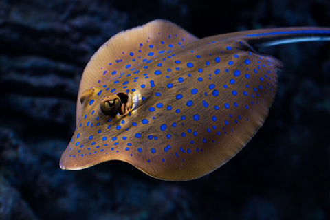 Cairns Aquarium Tour By Twilight With Drink And Appetiser - Getaway Accommodation 5