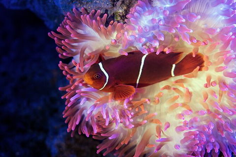 Cairns Aquarium Tour By Twilight With Drink And Appetiser - Getaway Accommodation 2