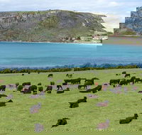 Cruise Ship Excursion Stanley - Getaway Accommodation