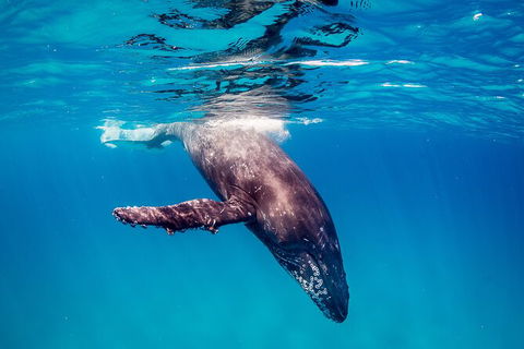 Life On Ningaloo Swimming Tour In Exmouth - Getaway Accommodation 5