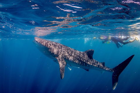 Life On Ningaloo Swimming Tour In Exmouth - Getaway Accommodation 2