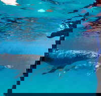 Life on Ningaloo Swimming Tour in Exmouth - Getaway Accommodation